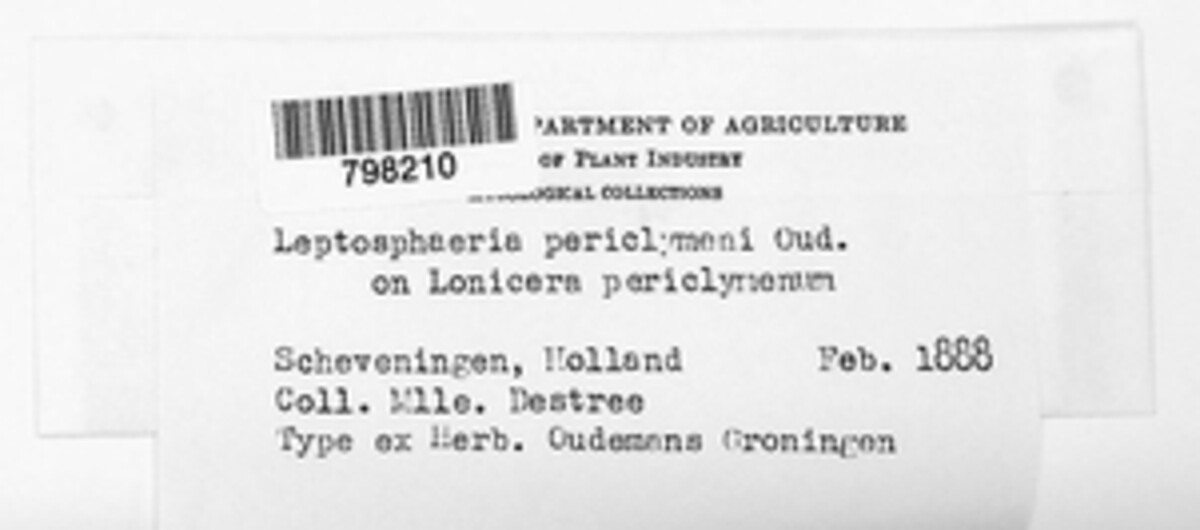 Leptosphaeria periclymeni image